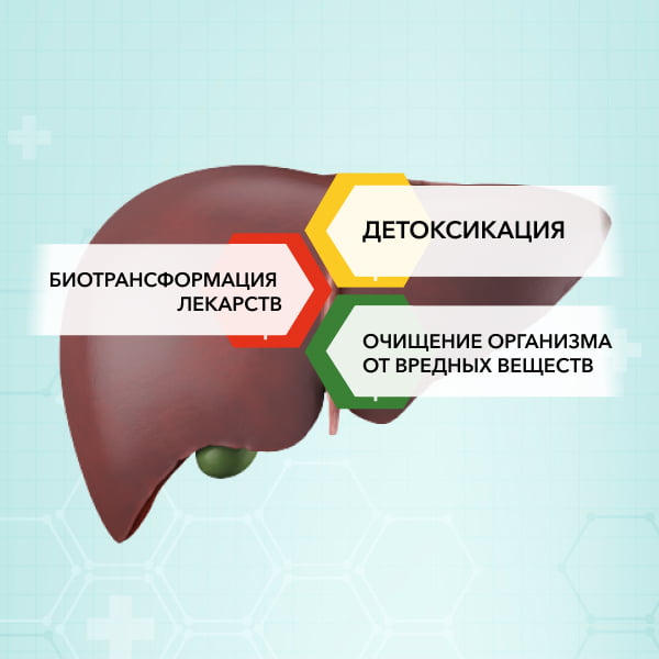 Функции печени