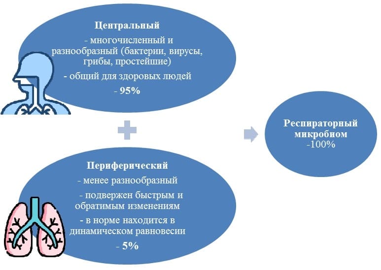 Классификация микробиома дыхательной системы по расположению