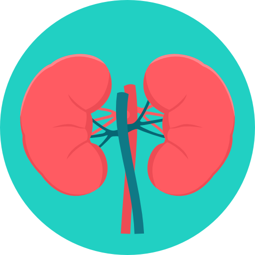 kidneys
