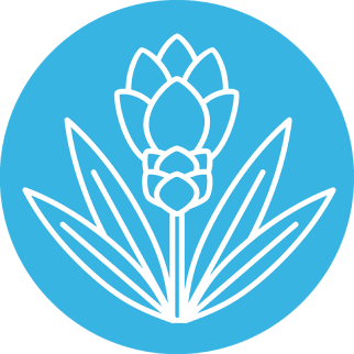 Куркума длинная (Curcuma longa)