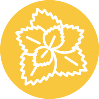 Мята перечная (Menthae piperitae)