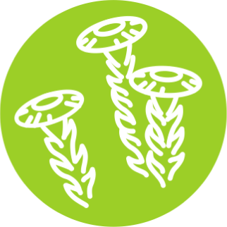 Сухой экстракт листьев Мать-и-мачехи обыкновенной (Tussilago farfara)