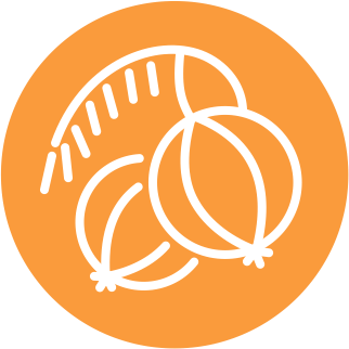 Эмблика лекарственная (Phyllanthus emblica)