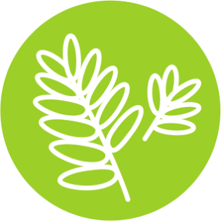 Корень Солодки голой (Glycyrrhiza glabra)