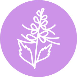Почечный чай (Orthosiphon stamineus)