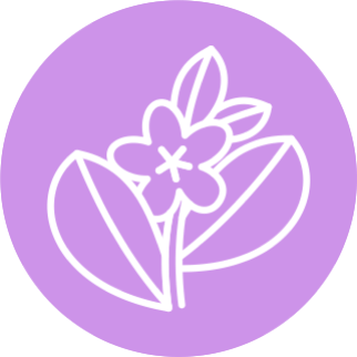 Трава Горца птичьего (Polygonum aviculare)