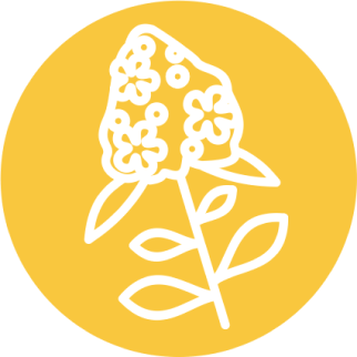 Тимьян обыкновенный (Thymus vulgaris)