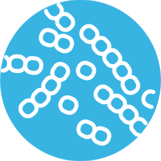 2 штамма термофильного стрептококка