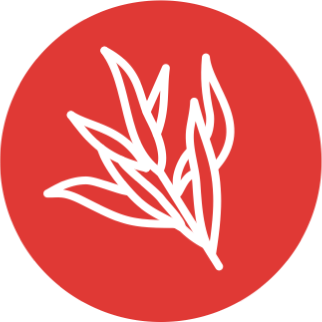 Ива белая (Salixalba)