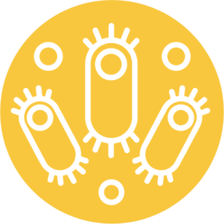 Бактериальные лизаты, или метабиотики