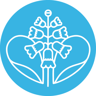 Бадан толстолистный (Bergenia crassifolia)