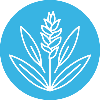 Имбирь лекарственный (Zingiber officinale)