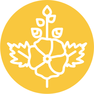 Алтей лекарственный (Althaea officinalis)