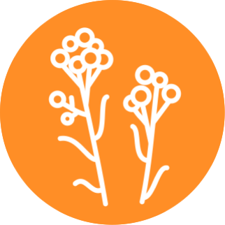 Бессмертник песчаный (Helichrysum arenarium)