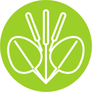 Листья Подорожника большого (Plantago major)