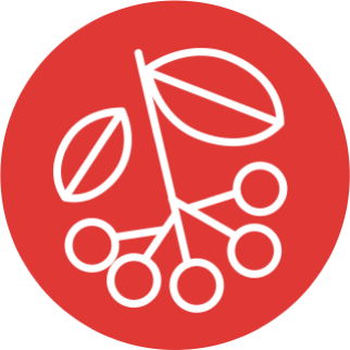 Черноплодная рябина