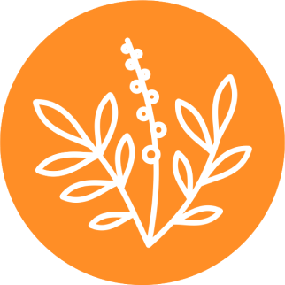 Репешок обыкновенный сухой экстракт листьев (Agrimonia eupatoria L.)