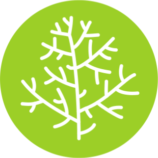 Исландский мох (Cetraria islandica)