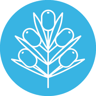 Облепиха крушиновидная (Hippophae rhamnoide)