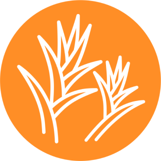 Солянка холмовая сухой экстракт листьев (Salsolacollina Pall.)