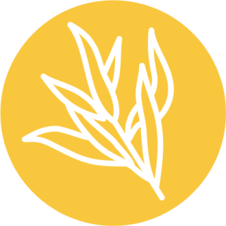 Ива белая (Salix alba)