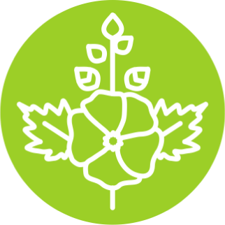 Корневища Алтея лекарственного (Althaea officinalis)