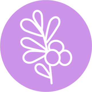 Листья Толокнянки обыкновенной (Arctostaphylos uva-ursi)