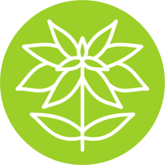 Трава Андрографиса метельчатого (Andrographis paniculata)