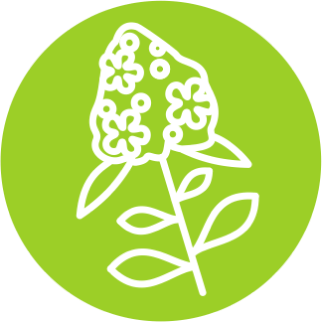 Трава Чабреца обыкновенного (Thymus vulgaris)