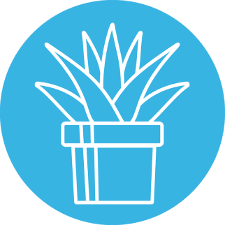 Алоэ древовидный (Aloe arborescens)