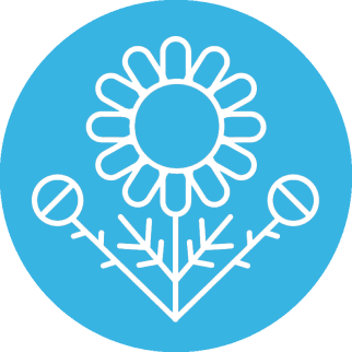 Ромашка аптечная (Matricaria chamomilla)