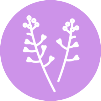 Трава Пастушьей сумки обыкновенной (Capsella bursa-pastoris)