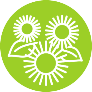 Корень Девясила высокого (Inula helenium)