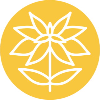 Андрографис метельчатый (Andrographis paniculata)