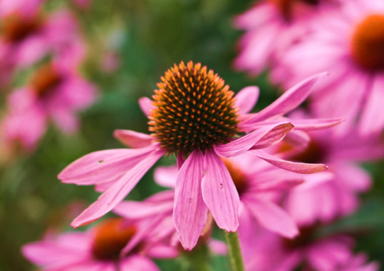 Эхинацея: иммуномодулирующий и противовирусный потенциал