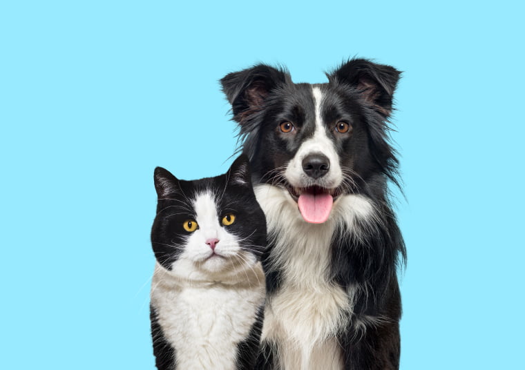 Инфекции желудочно-кишечного тракта животных