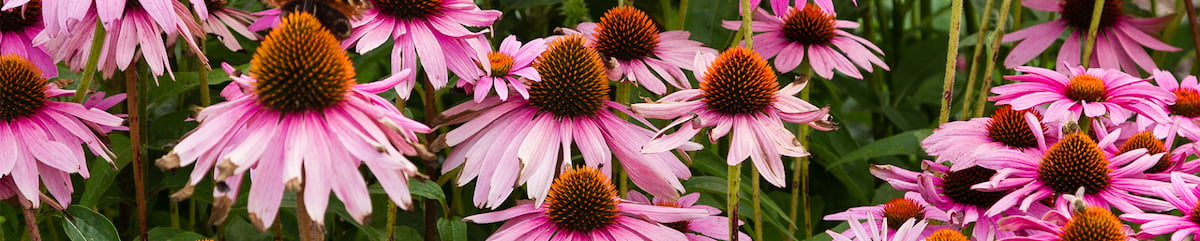 Изображение к статье